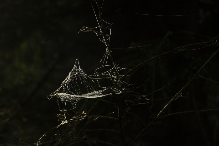 Pavučinka v lese